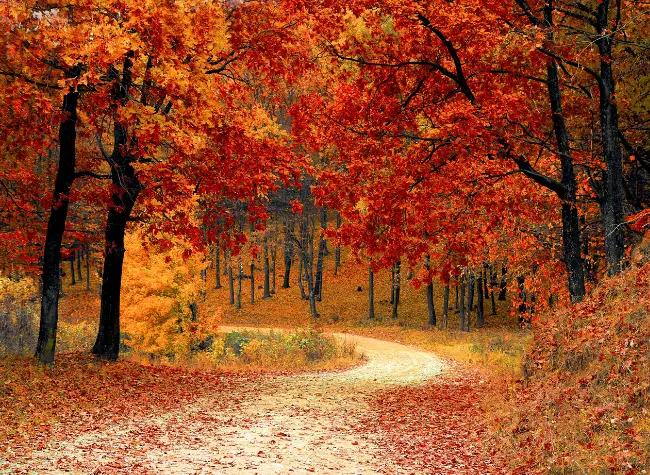 autumn trees with orange leaves 