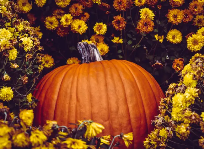 Pumpkin surrounded by flowers